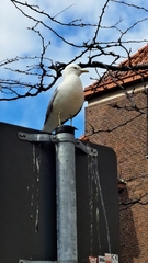 Larus canus