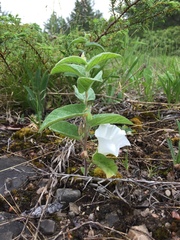 Calystegia spithamaea