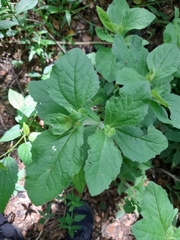 Magnoliopsida