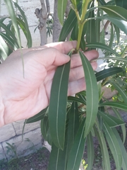Nerium oleander