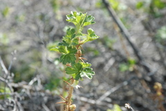 Ribes oxyacanthoides oxyacanthoides