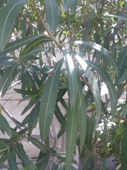 Nerium oleander