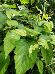 Magnoliopsida