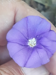 Convolvulus sabatius mauritanicus