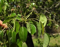 Pyrus communis communis