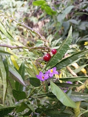 Solanum nitidum