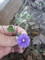 Convolvulus sabatius mauritanicus