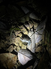 Leptobrachium hendricksoni