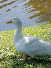 Anas platyrhynchos domesticus