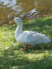 Anas platyrhynchos domesticus