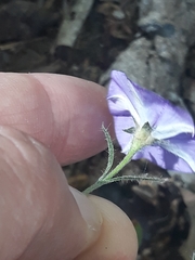 Convolvulus sabatius mauritanicus