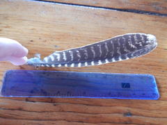 Caprimulgus rufigena