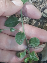 Convolvulus sabatius mauritanicus