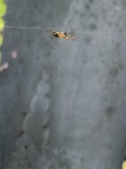 Araneae