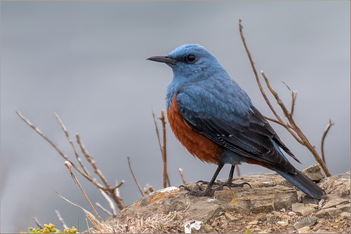 Blue Rock-Thrush