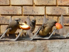 Colius striatus minor