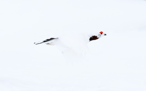 Willow Ptarmigan photographed in Finland