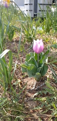 Tulipa gesneriana