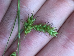 Carex castanea