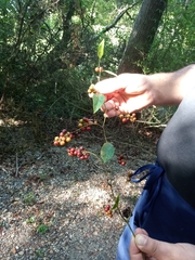 Smilax aspera