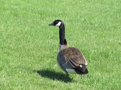 Branta canadensis
