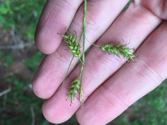 Carex castanea