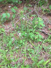 Carex castanea