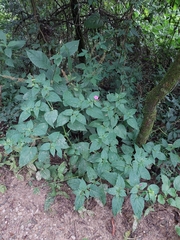 Mirabilis jalapa