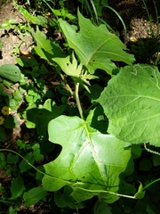 Magnoliopsida