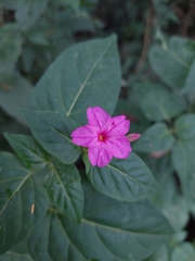 Mirabilis jalapa