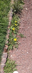 Taraxacum officinale