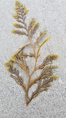 Stephanocystis