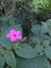 Mirabilis jalapa