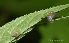 Phymatoceropsis fulvocincta