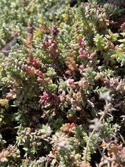Chenolea diffusa