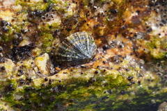 Siphonaria japonica image