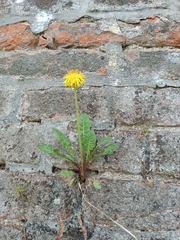 Taraxacum officinale