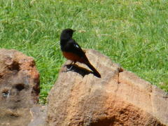 Thamnolaea cinnamomeiventris autochthones