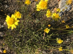 Euryops ericifolius