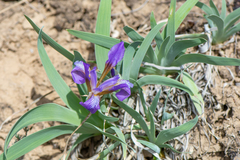Iris glaucescens