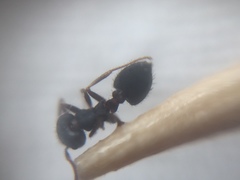 Crematogaster rothneyi