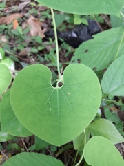 Magnoliopsida