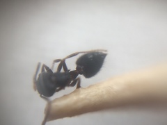 Crematogaster rothneyi