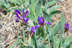 Iris glaucescens