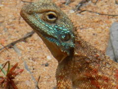 Agama aculeata distanti