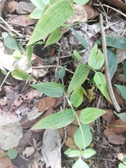 Poaceae