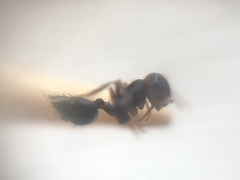 Crematogaster rothneyi