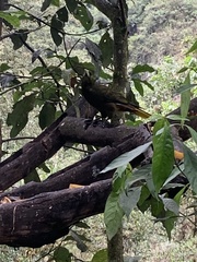 Psarocolius angustifrons