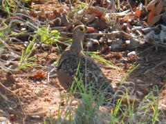 Pterocles bicinctus multicolor
