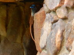 Terpsiphone viridis plumbeiceps